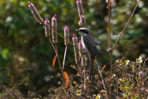 นกอีเสือหลังเทา · Grey-backed Shrike · Lanius tephronotus