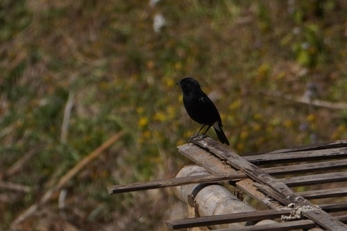 นกยอดหญ้าสีดำ · Pied Bushchat · Saxicola caprata