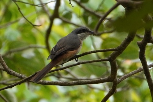 นกอีเสือหลังเทา · Grey-backed Shrike · Lanius tephronotus