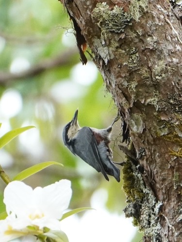 นกไต่ไม้ใต้โคนหางสีน้ำตาล · Chestnut-vented Nuthatch · Sitta nagaensis