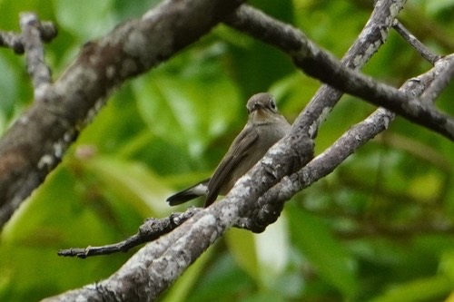 นกจับแมลงคอแดง · Taiga Flycatcher · Ficedula albicilla