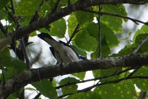 นกเสือแมลงปีกแดง · White-browed Shrike-Babbler · Pteruthius aeralatus
