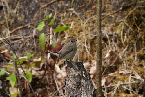 นกจับแมลงคอแดง · Taiga Flycatcher · Ficedula albicilla