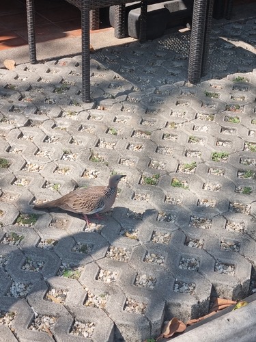 นกเขาใหญ่ · Spotted Dove · Spilopelia chinensis