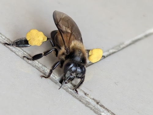 ผึ้งหลวง · Giant Honey Bee · Apis dorsata