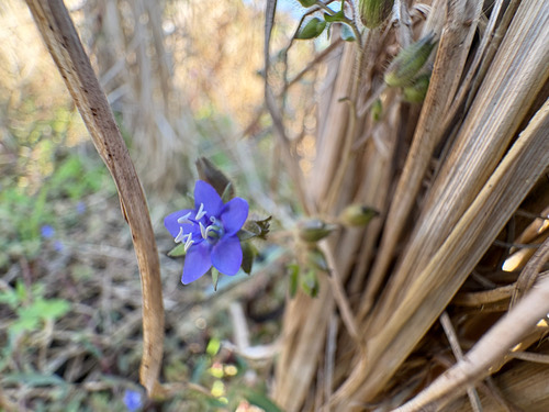 ปอผี · Hydrolea zeylanica