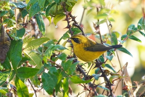 นกเขนน้อยสีทอง · Golden Bush-Robin · Tarsiger chrysaeus