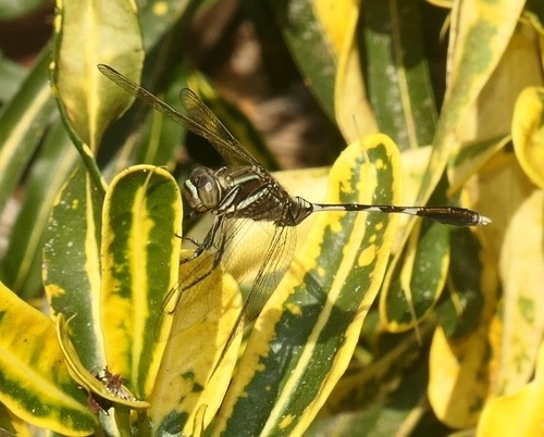 แมลงปอบ้านเสือลายเขียว · Slender Skimmer · Orthetrum sabina