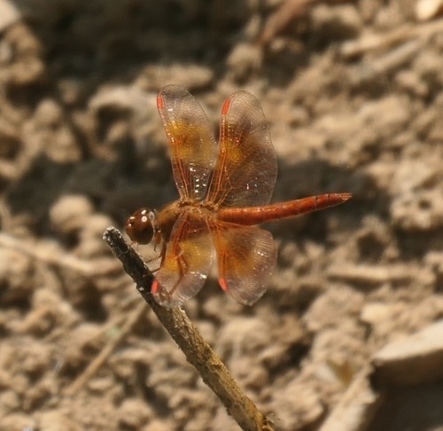 แมลงปอบ้านปีกเปื้อนส้ม · Ditch Jewel · Brachythemis contaminata