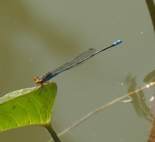 แมลงปอเข็มบ่อหน้าส้ม · Orange-faced Sprite · Pseudagrion rubriceps