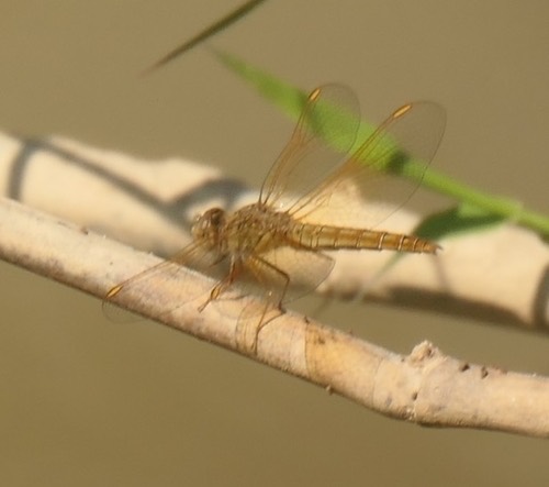 แมลงปอบ้านปีกเปื้อนส้ม · Ditch Jewel · Brachythemis contaminata