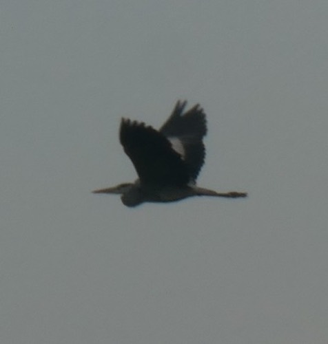 นกกระสานวล · Grey Heron · Ardea cinerea