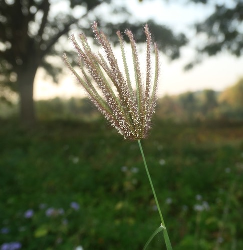 หญ้ารังนก · Finger Grass · Chloris barbata