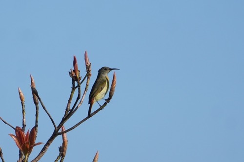 นกกินปลีแดงหัวไพลิน · Fire-tailed Sunbird · Aethopyga ignicauda