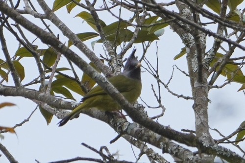 นกปรอดหงอนปากหนา · Crested Finchbill · Spizixos canifrons