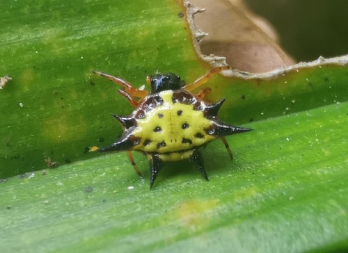 แมงมุมหลังหนามเหลืองจุดดำ · Hasselt's Spiny Spider · Macracantha hasselti