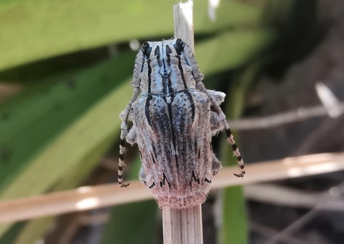 Aesopida malasiaca