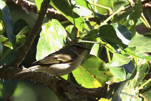 นกกระจิ๊ดธรรมดา · Yellow-browed Warbler · Phylloscopus inornatus