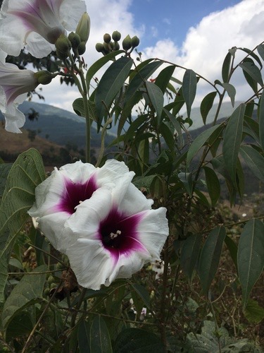 Tambarvel · Ipomoea campanulata