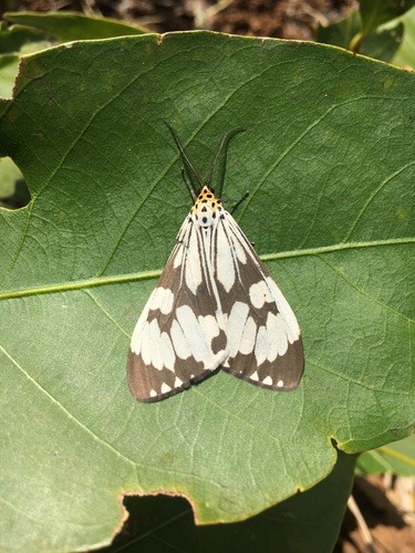Marbled White Moth · Nyctemera adversata