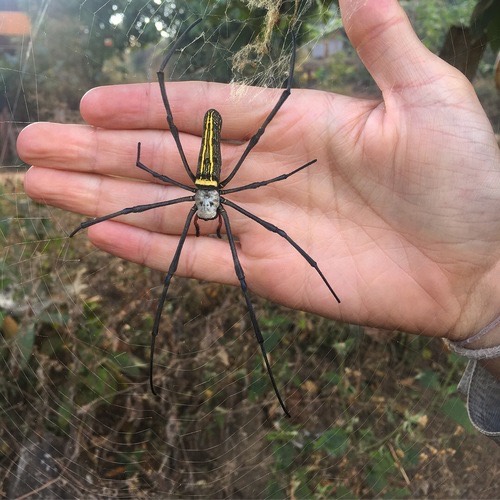 แมงมุมใยทองท้องขนาน · Giant Golden Orbweaver · Nephila pilipes