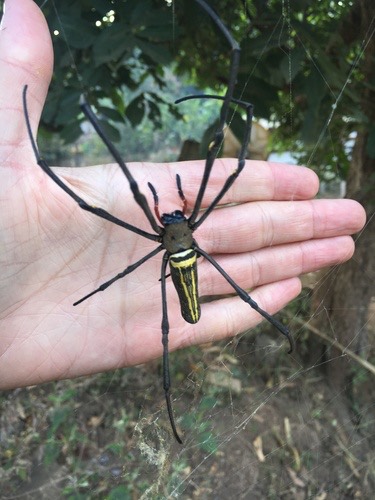 แมงมุมใยทองท้องขนาน · Giant Golden Orbweaver · Nephila pilipes