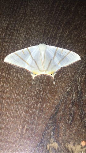 Clara's Swallowtailed Moth · Ourapteryx clara