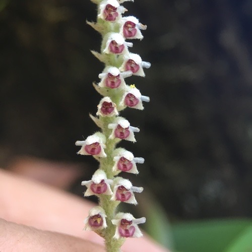 เอื้องแปรงสีฟันพระอินทร์ · Eria siamensis