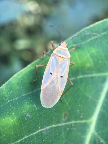 Dysdercus evanescens