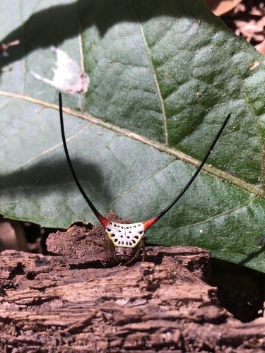 แมงมุมหลังหนามเขาโง้ง · Long-horned Orbweaver · Macracantha arcuata