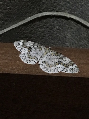 Metapercnia ductaria