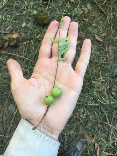 มะขามป้อม · Myrobalan · Phyllanthus emblica