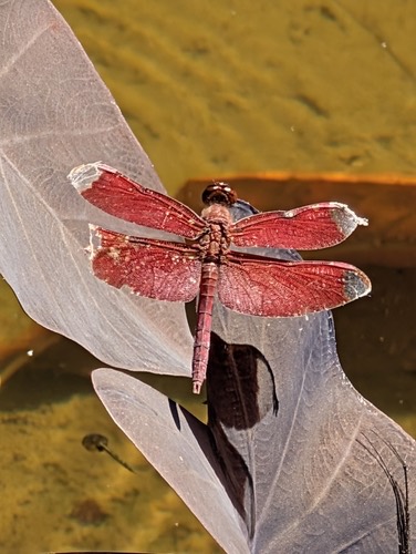 แมลงปอบ้านใหม่กลม · Russet Percher · Neurothemis fulvia
