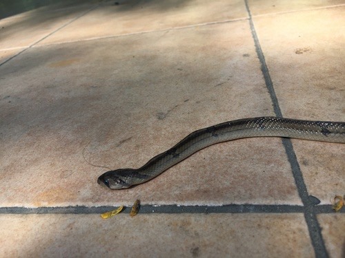 งูปี่แก้วลายแต้ม · Small-banded Kukri Snake · Oligodon fasciolatus