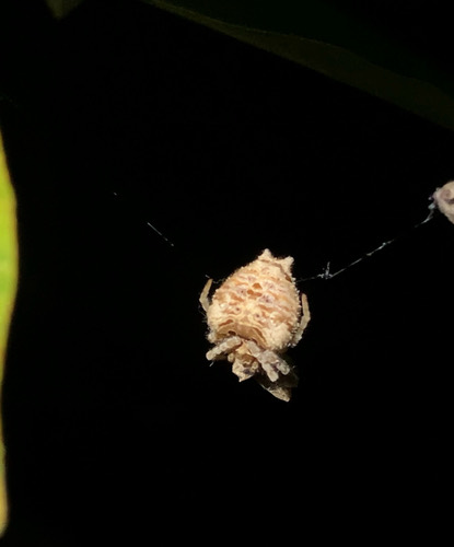 Ordgarius sexspinosus