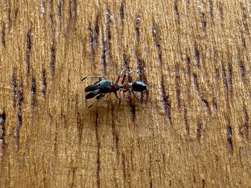 แมงมุมกระโดดเลียนแบบมดสองสี · Bicolor-ant-mimicking Jumping Spider · Myrmarachne melanocephala