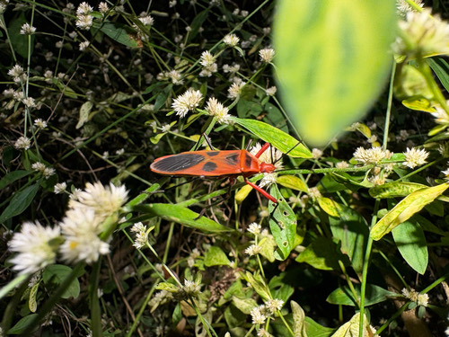 มวนท้องยาว · Macrocheraia grandis