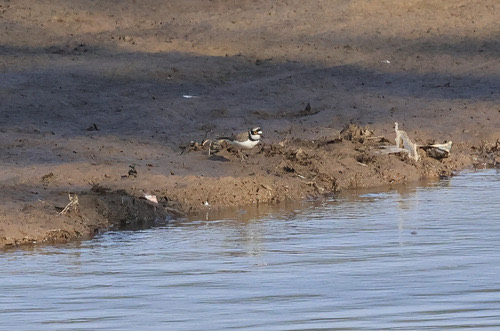 นกหัวโตเล็กขาเหลือง · Little Ringed Plover · Thinornis dubius