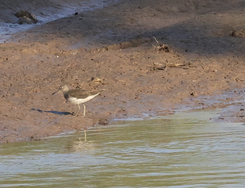 นกชายเลนเขียว · Green Sandpiper · Tringa ochropus