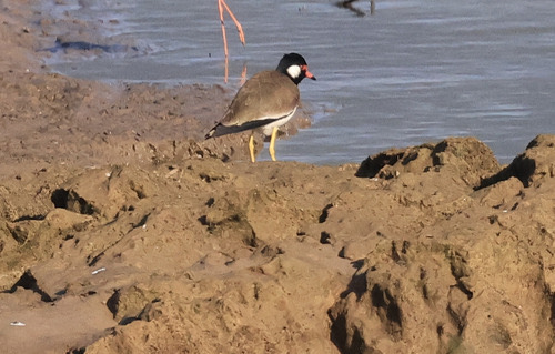นกกระแตแต้แว้ด · Red-wattled Lapwing · Vanellus indicus