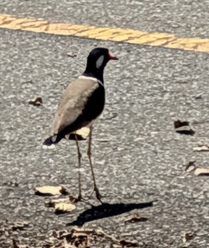 นกกระแตแต้แว้ด · Red-wattled Lapwing · Vanellus indicus