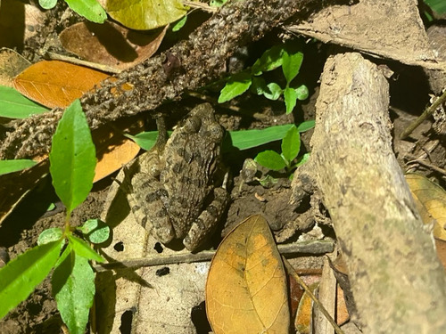 กบหนอง · Paddy Field Frog · Fejervarya limnocharis