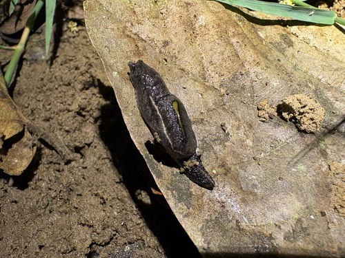 หอยลดเปลือกมาร์เทนส์ · Yellow-shelled semi-slug · Parmarion martensi