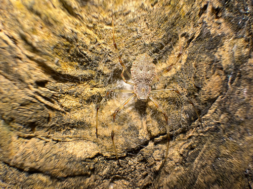 แมงมุมเปลือกไม้ลายประดับ · Ornamental Tree Trunk Spider · Herennia multipuncta