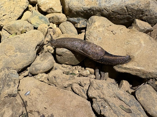หอยลดเปลือกมาร์เทนส์ · Yellow-shelled semi-slug · Parmarion martensi