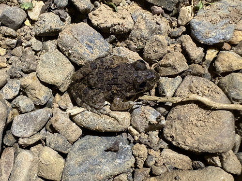 กบหนอง · Paddy Field Frog · Fejervarya limnocharis