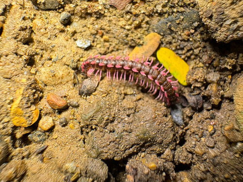 Desmoxytes planata