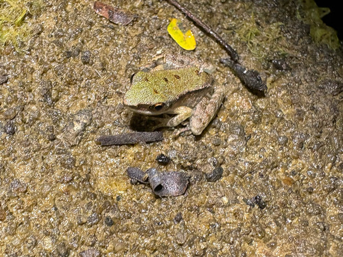 กบชะง่อนผาอัสสัม · Green Cascade Frog · Odorrana chloronota