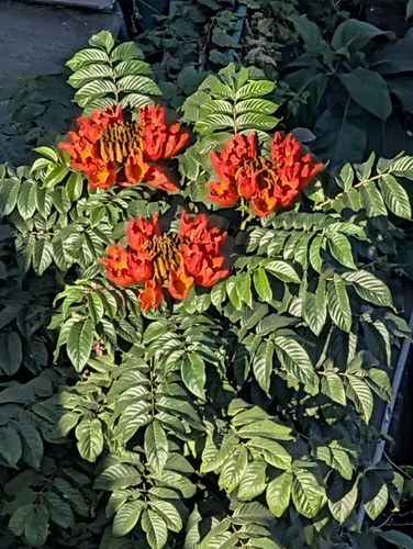 แคแสด · African tulip tree · Spathodea campanulata