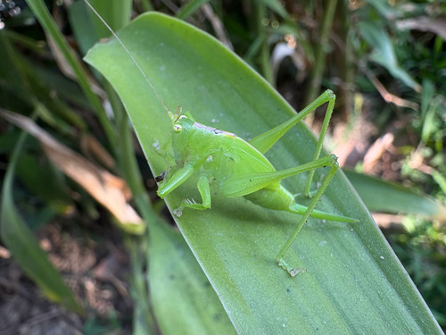 Hexacentrus unicolor